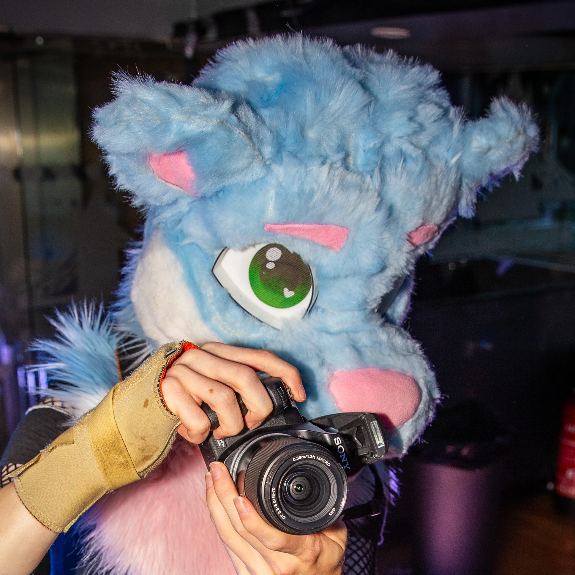 Thefemboyotter